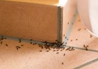 mierenplaag plinten in huis
